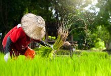 Online : ข้ามผ่านสู่อุตสาหกรรมเกษตรยุค 4.0