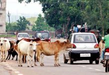 The Beef : Ep.1 เส้นทางโคปลดระวางจากอินเดียถึงจีน