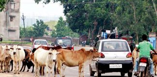 The Beef : Ep.1 เส้นทางโคปลดระวางจากอินเดียถึงจีน