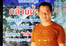 ปฎิวัติ ดาวไธสง การตลาดการขายหรือการหลอกลวงเกษตรกร