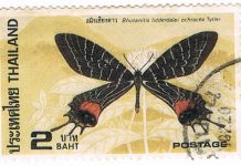 ภู เชียงดาว : พ่อเฒ่ากิแฮะกับผีเสื้อสมิงเชียงดาว