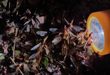 สุวิชานนท์ รัตนภิมล : สัญญาณสัตว์รับฝนตก